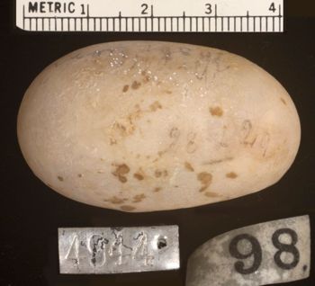 Media type: image;   Herpetology R-4944